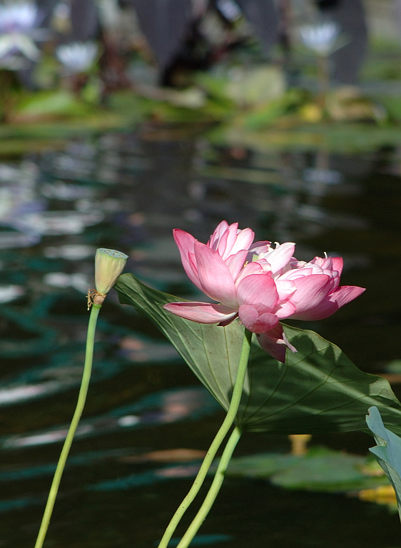 NY_Central_Park_Harlem_020.jpg - Fontana, particolare