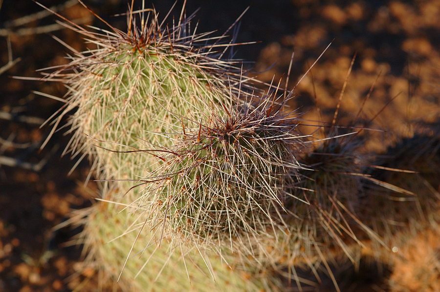 Arizona_032.jpg - Lake Powell (cactus)