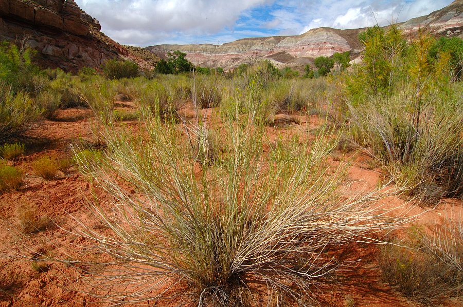 CapitolReef_005.jpg - Capitol Reef