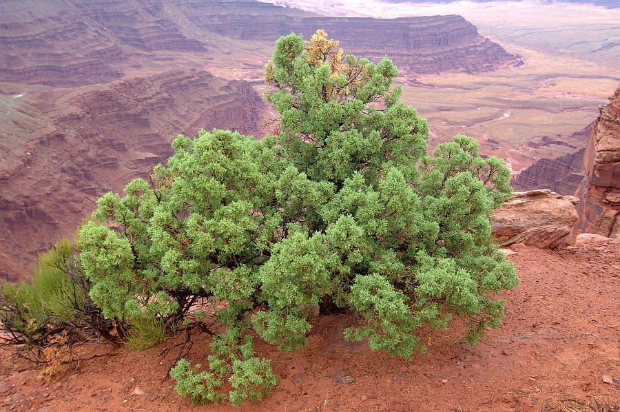 DeadHorsePoint_003.jpg - Dead Horse Point