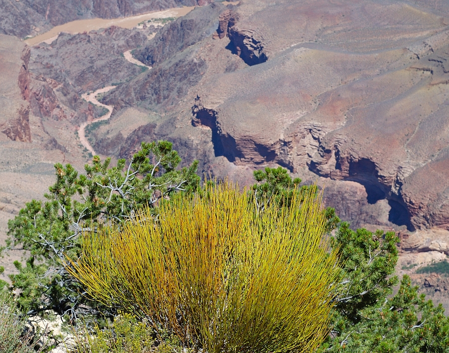 GrandCanyon_030.jpg - Rapide sul fiume Colorado (sullo sfondo)